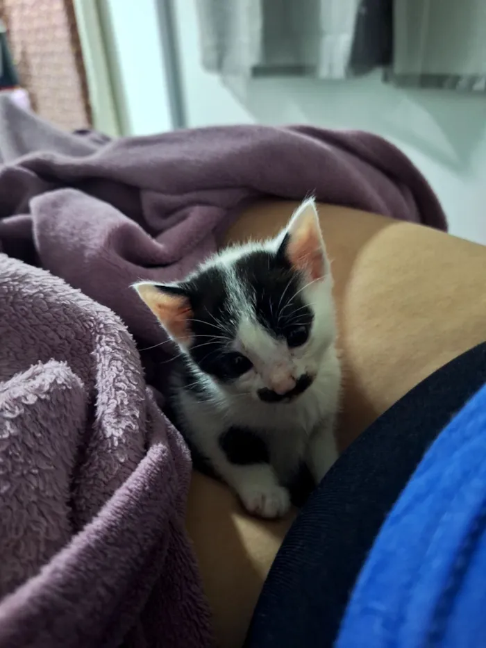 Gato raça SRD-ViraLata idade Abaixo de 2 meses nome ainda não tem nome