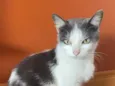 Bijou