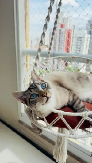 Gato raça SRD-ViraLata idade 1 ano nome Lord Byron 