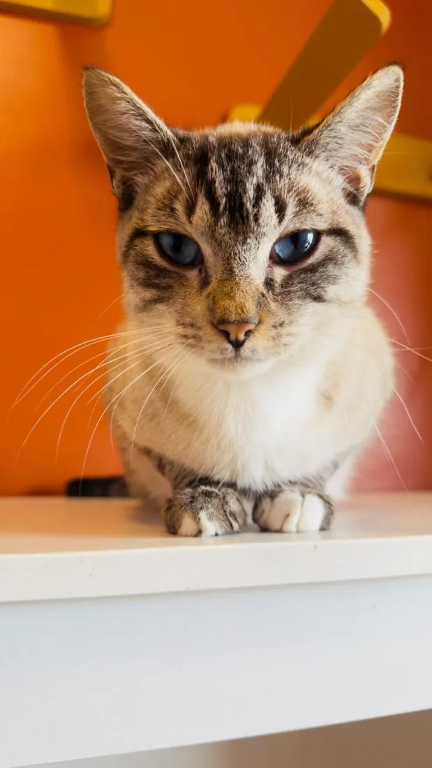 Gato raça SRD-ViraLata idade 1 ano nome Lord Byron 