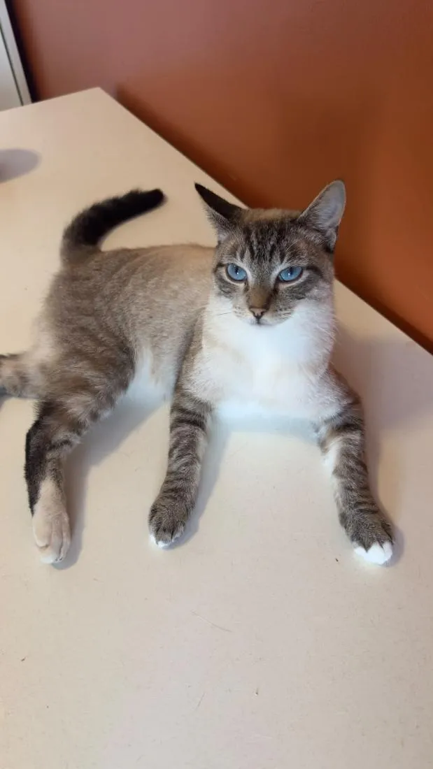 Gato raça SRD-ViraLata idade 1 ano nome Lord Byron 