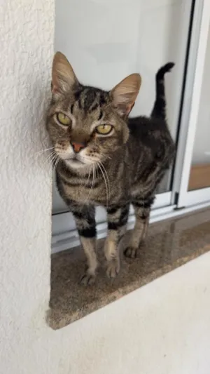 Gato raça SRD-ViraLata idade 3 anos nome benício