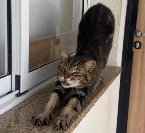 Gato raça SRD-ViraLata idade 3 anos nome benício