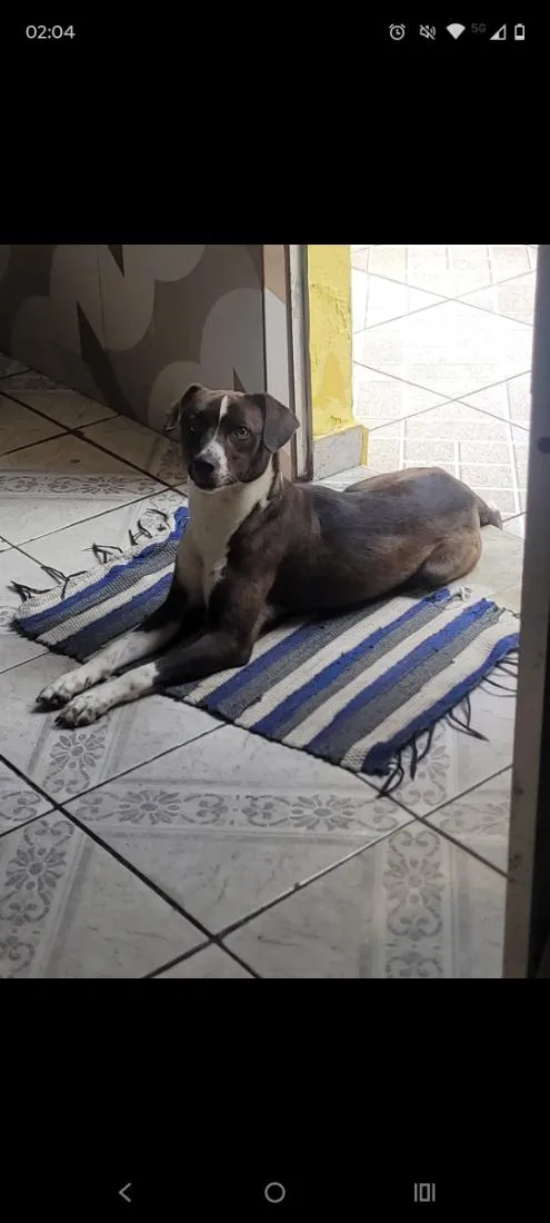 Cachorro raça SRD-ViraLata idade 3 anos nome Peralta 