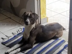 Cachorro raça SRD-ViraLata idade 3 anos nome Peralta 
