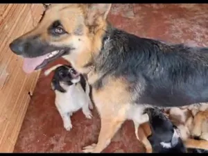 Cachorro raça Pastor Alemão idade Abaixo de 2 meses nome filhotes Betim 