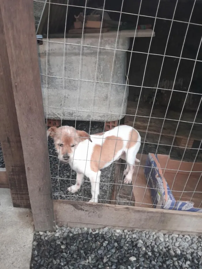 Cachorro raça SRD-ViraLata idade 6 ou mais anos nome Prínci