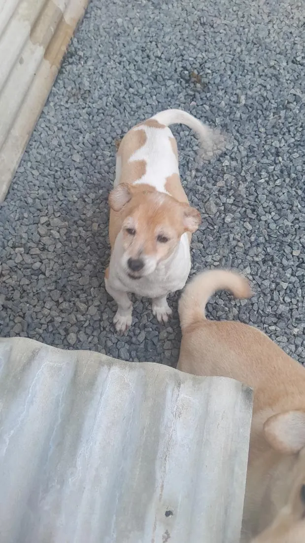 Cachorro raça SRD-ViraLata idade 6 ou mais anos nome Prínci