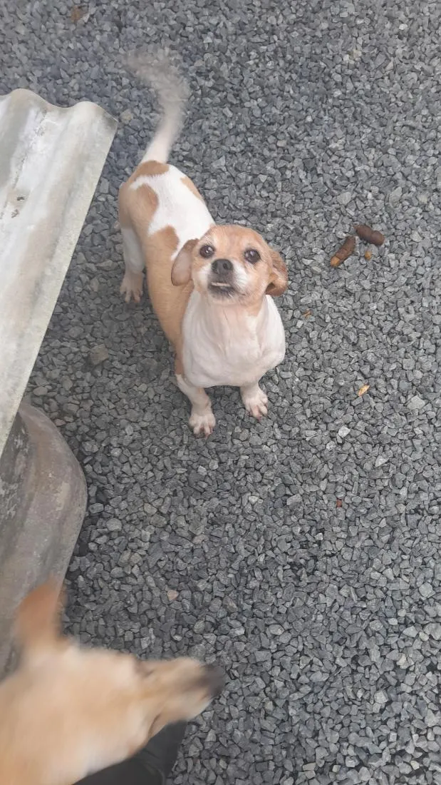 Cachorro raça SRD-ViraLata idade 6 ou mais anos nome Prínci