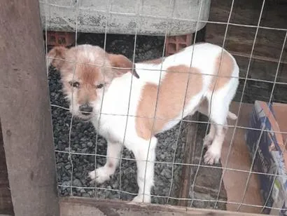 Cachorro raça SRD-ViraLata idade 6 ou mais anos nome Prínci
