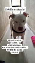 Apolo