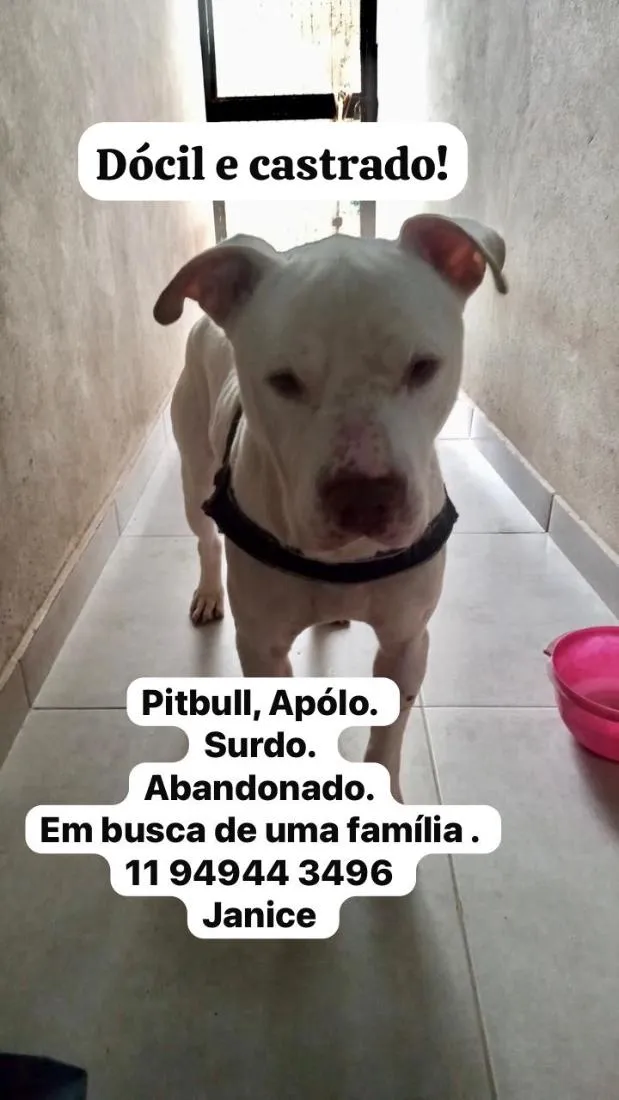 Cachorro raça Pit-Bull idade 3 anos nome Apolo