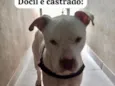 Apolo