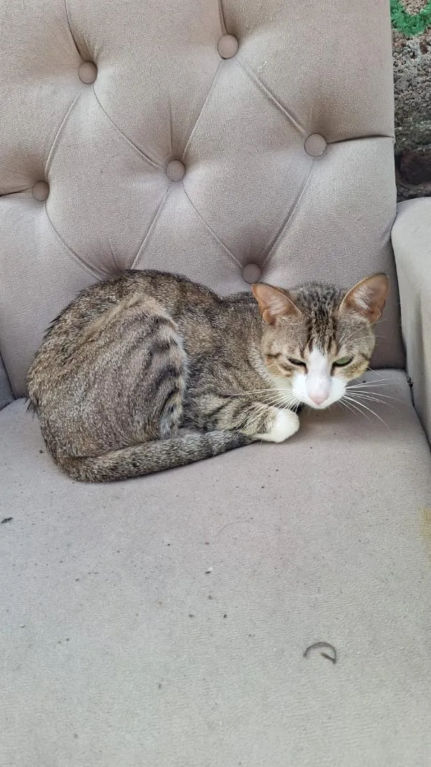 Gato raça SRD-ViraLata idade 2 anos nome Anjinhos