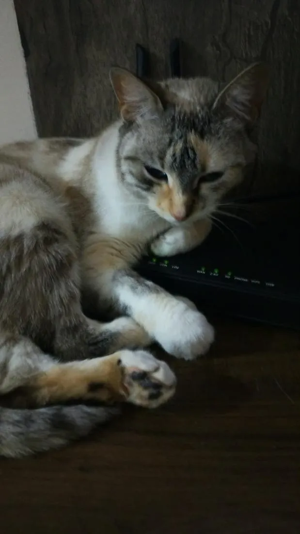 Gato raça SRD-ViraLata idade 2 anos nome Anjinhos