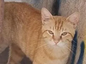 Gato raça SRD-ViraLata idade 2 anos nome Anjinhos