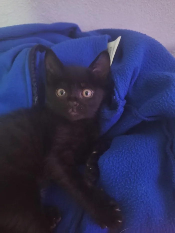 Gato raça SRD-ViraLata idade 2 a 6 meses nome Fred
