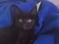 Fred