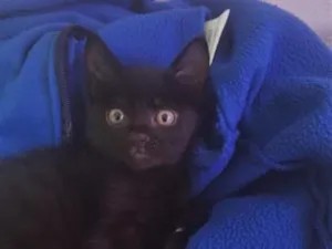Gato raça SRD-ViraLata idade 2 a 6 meses nome Fred