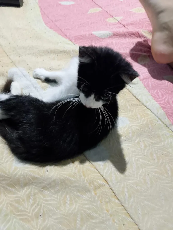 Gato raça SRD-ViraLata idade 2 a 6 meses nome Cavanhaque