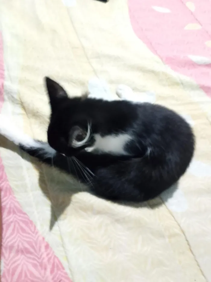 Gato raça SRD-ViraLata idade 2 a 6 meses nome Cavanhaque