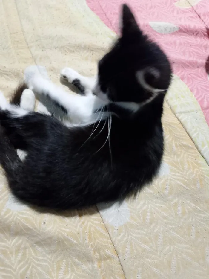 Gato raça SRD-ViraLata idade 2 a 6 meses nome Cavanhaque