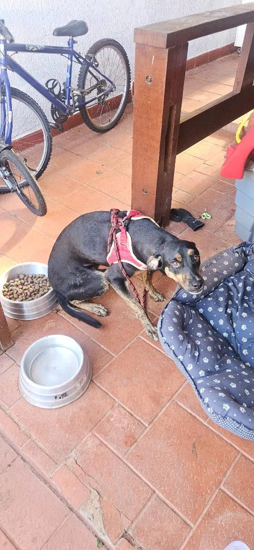 Cachorro raça SRD-ViraLata idade 2 anos nome duck