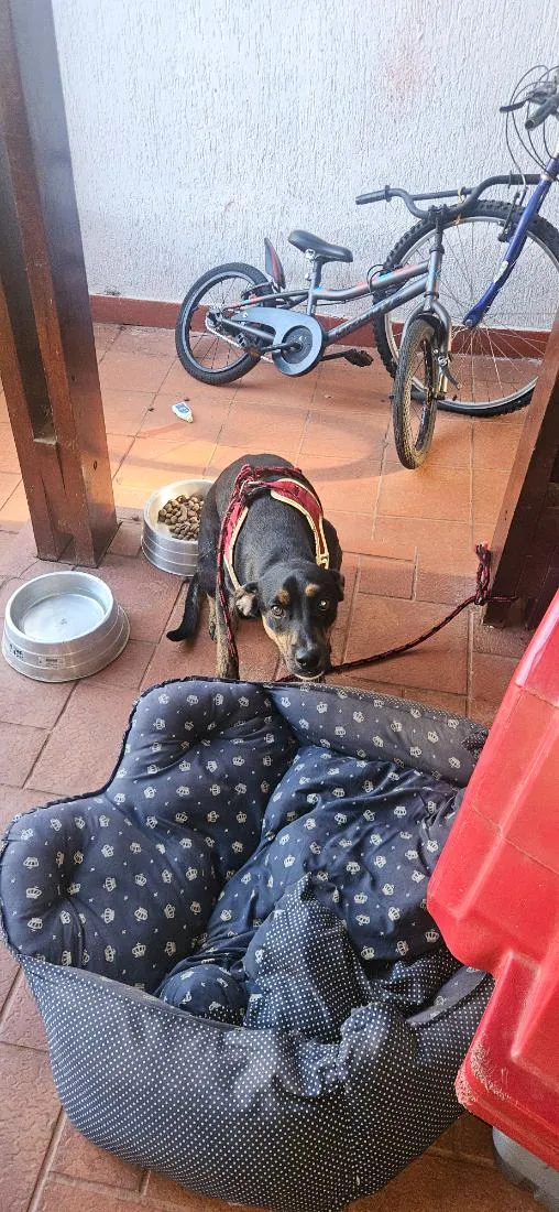 Cachorro raça SRD-ViraLata idade 2 anos nome duck