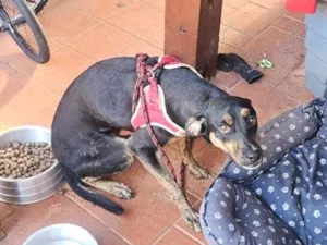 Cachorro raça SRD-ViraLata idade 2 anos nome duck