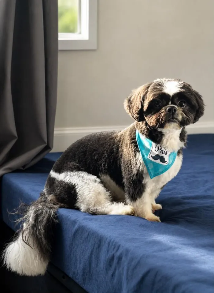 Cachorro raça Shitzu idade 3 anos nome Betoven