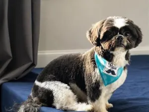 Cachorro raça Shitzu idade 3 anos nome Betoven