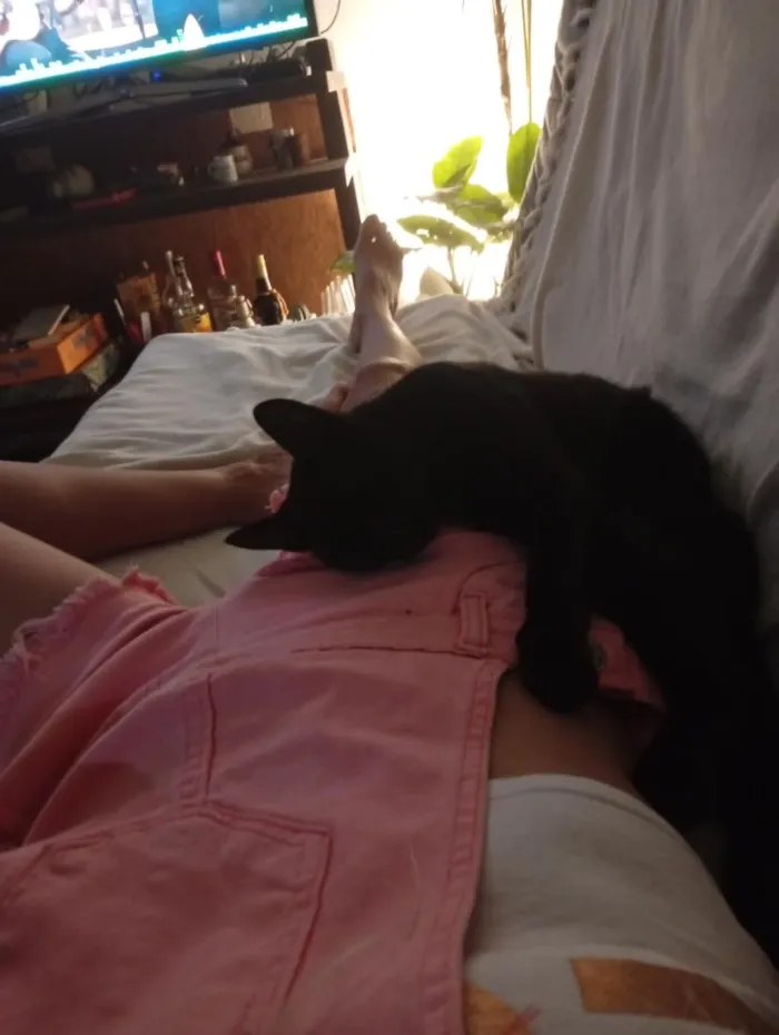 Gato raça SRD-ViraLata idade 1 ano nome Onyx