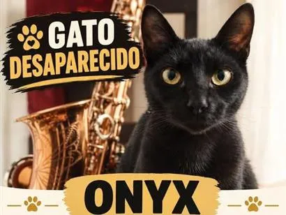 Gato raça SRD-ViraLata idade 1 ano nome Onyx