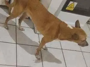 Cachorro raça SRD-ViraLata idade 5 anos nome o nome dele é Ragnarok mas atende pelo ragnar