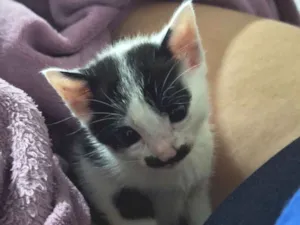 Gato raça SRD-ViraLata idade Abaixo de 2 meses nome ainda não tem nome