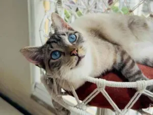 Gato raça SRD-ViraLata idade 1 ano nome Lord Byron 