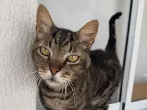 Gato raça SRD-ViraLata idade 3 anos nome benício