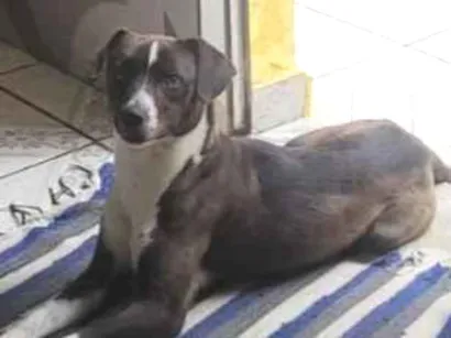 Cachorro raça SRD-ViraLata idade 3 anos nome Peralta 