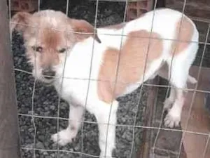Cachorro raça SRD-ViraLata idade 6 ou mais anos nome Prínci