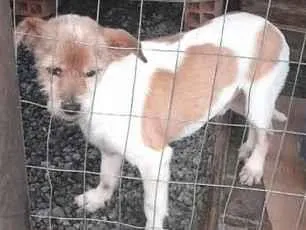 Cachorro raça SRD-ViraLata idade 6 ou mais anos nome Prínci