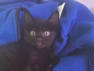 Gato raça SRD-ViraLata idade 2 a 6 meses nome Fred