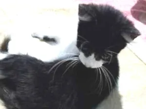 Gato raça SRD-ViraLata idade 2 a 6 meses nome Cavanhaque