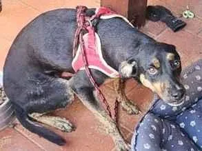 Cachorro raça SRD-ViraLata idade 2 anos nome duck