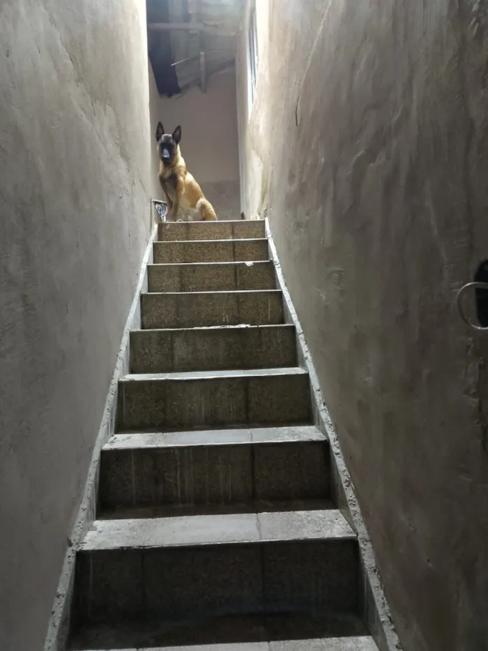 Cachorro raça Pastor Alemão idade 7 a 11 meses nome Panqueca