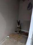 Panqueca