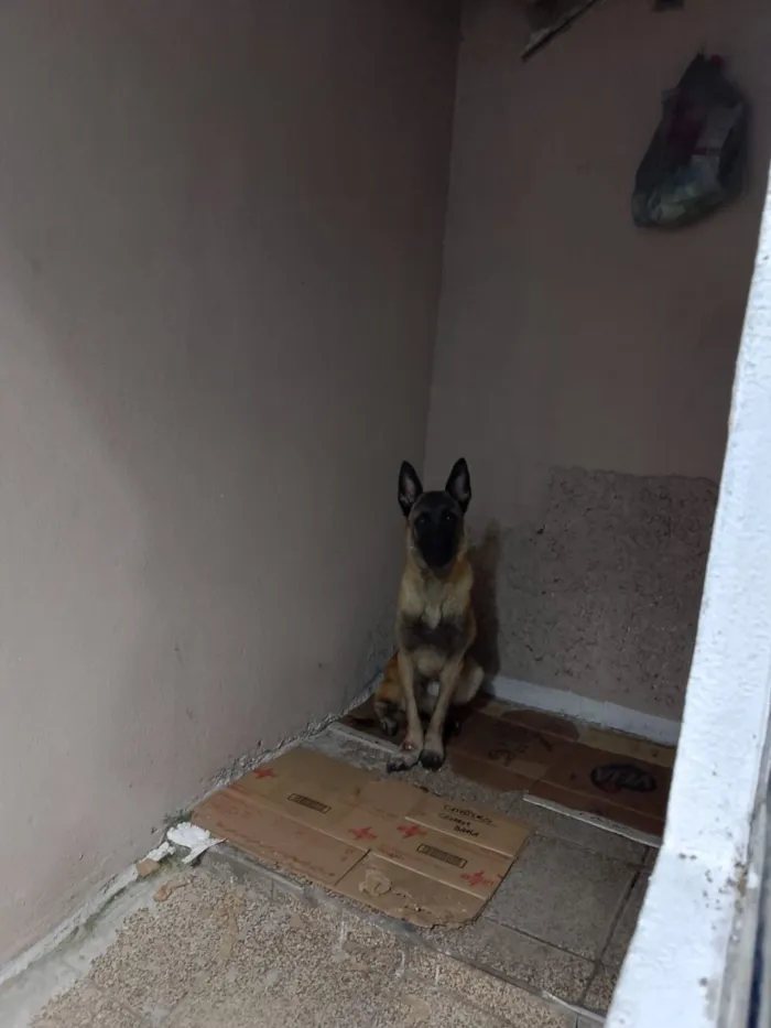 Cachorro raça Pastor Alemão idade 7 a 11 meses nome Panqueca