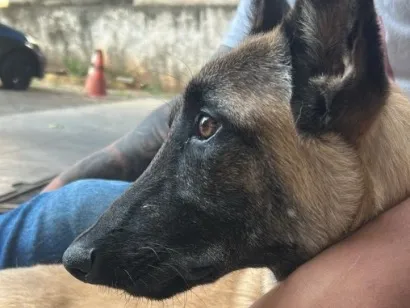 Cachorro raça Pastor Alemão idade 7 a 11 meses nome Panqueca