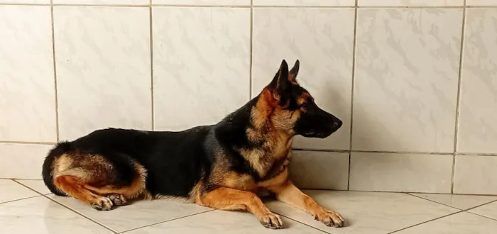 Cachorro raça Pastor Alemão idade 2 anos nome Lolla