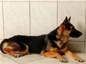 Cachorro raça Pastor Alemão idade 2 anos nome Lolla