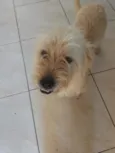 Scooby 